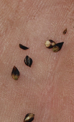 Carex scopulorum, photograph 2