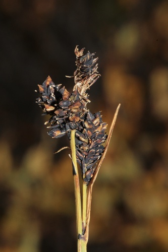 Carex scopulorum, photograph 1
