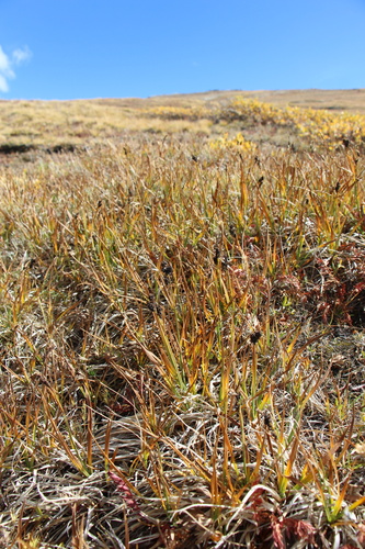 Carex scopulorum, photograph 4