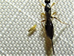 Frankliniella