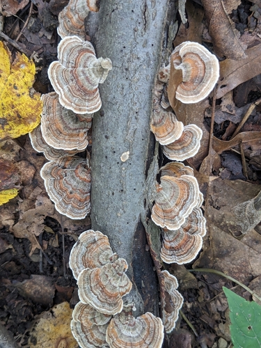 turkey-tail