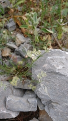 Torilis leptophylla