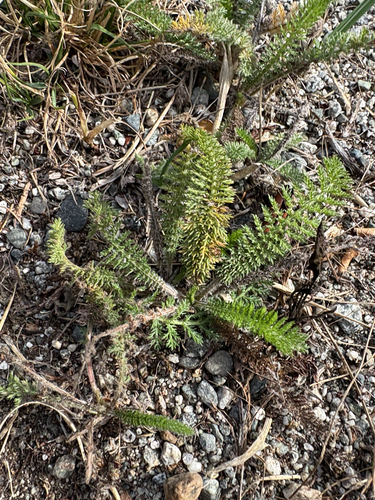 common yarrow