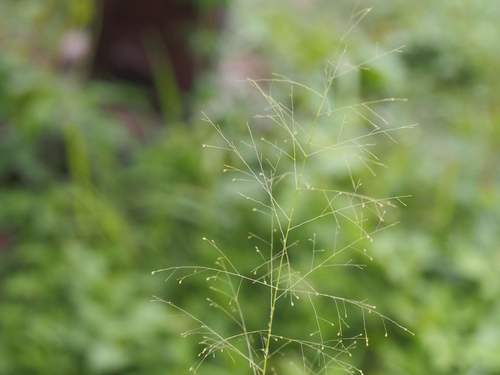 Sporobolus tenuissimus
