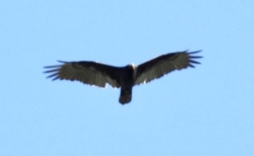 Turkey Vulture