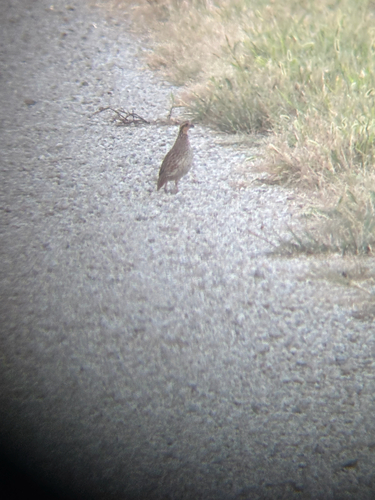Northern Bobwhite
