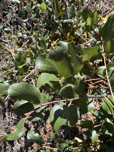 iNaturalist observation photo of Snowbrush Ceanothus