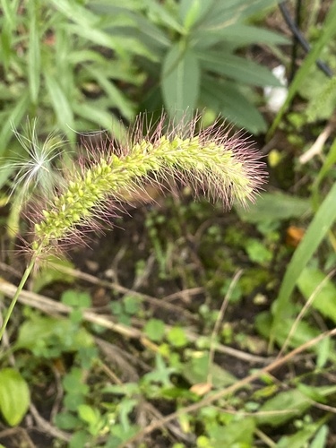 Setaria faberi, photograph 3