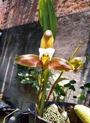 Lycaste deppei