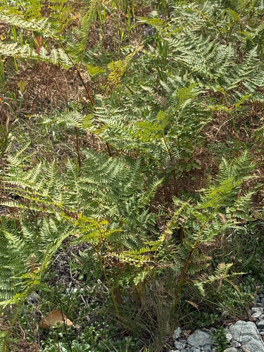 Hairy brackenfern