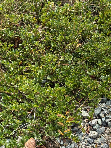 bearberry