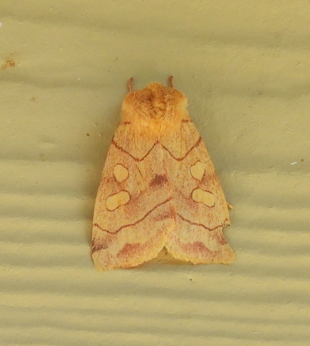 Aspen Twoleaf Tier Moth