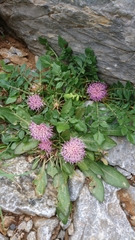 Centaurea raphanina mixta