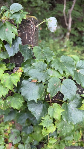 Japanese creeper