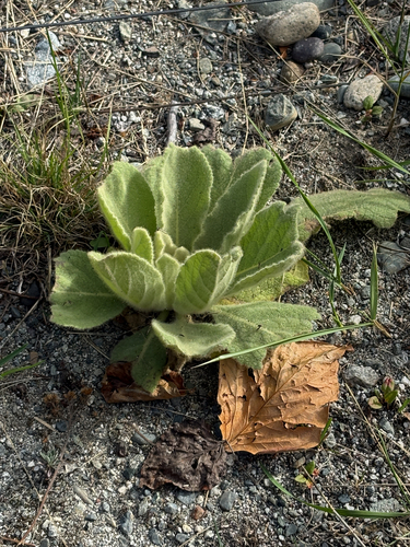 great mullein