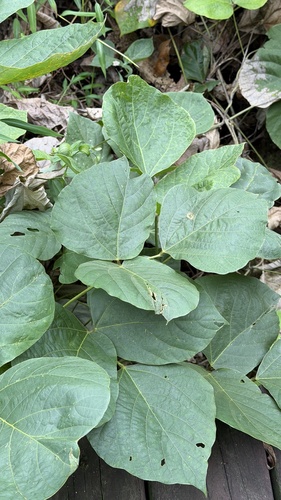 kudzu