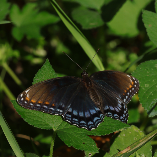 Red-spotted Admiral