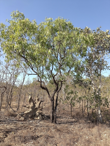 Eucalyptus tectifica observed 2026-09-18