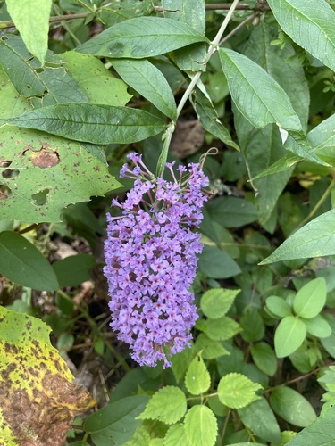 Butterfly bush