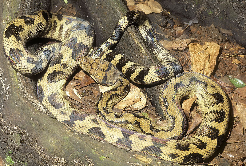Halmahera Python from Tobelo, Halmahera, Indonesia on February 10, 1996 ...