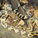 Halmahera Python - Photo (c) David G. Barker, some rights reserved (CC BY-NC), uploaded by David G. Barker