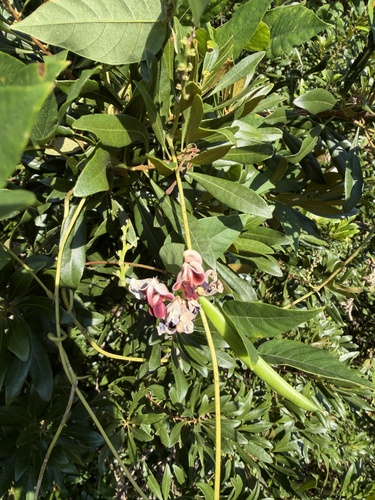 American groundnut