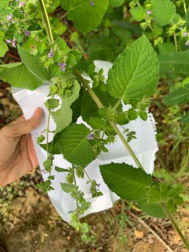 Wide Spikenard (Mesosphaerum suaveolens)