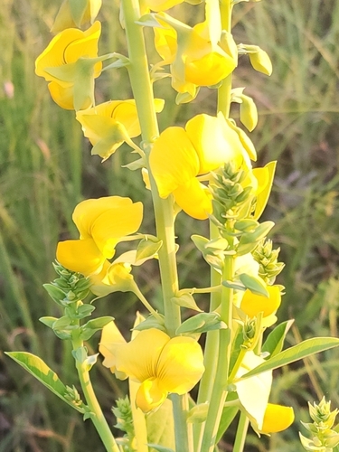Showy Rattlebox