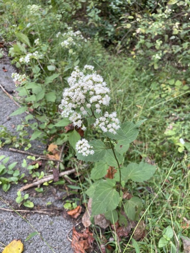 white snakeroot