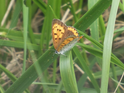 Bronze Copper