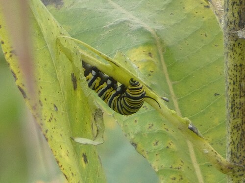 Monarch