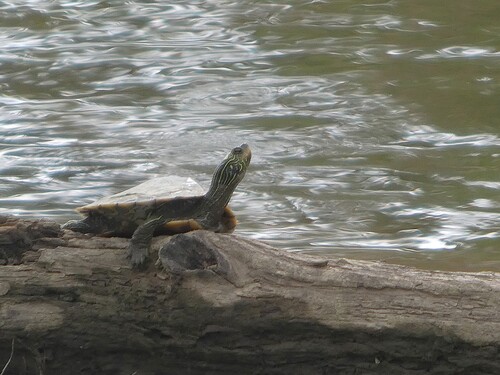 Northern Map Turtle