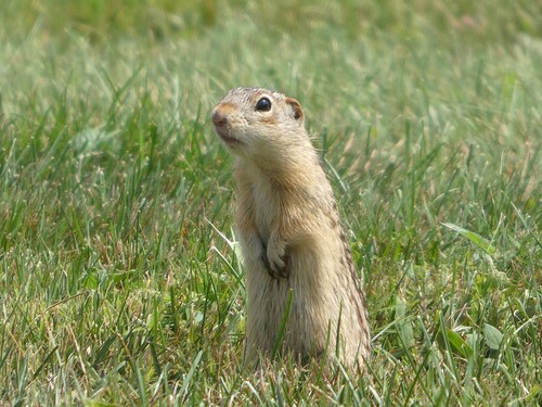 Thirteen-lined Ground Squirrel