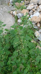 Urtica pilulifera