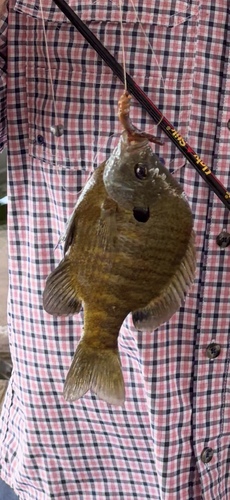 Bluegill