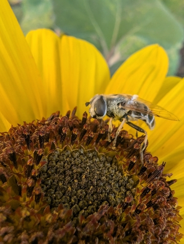 Yellow-shouldered Drone Fly