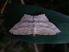 Calletaera dentata