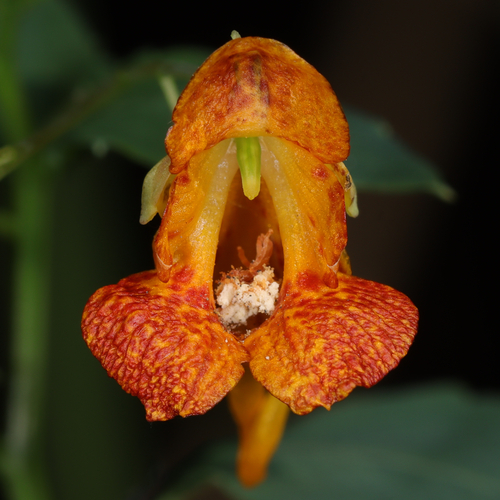 common jewelweed