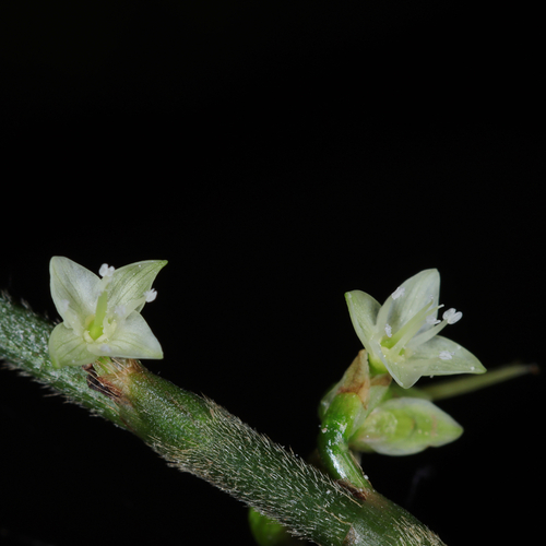 American jumpseed