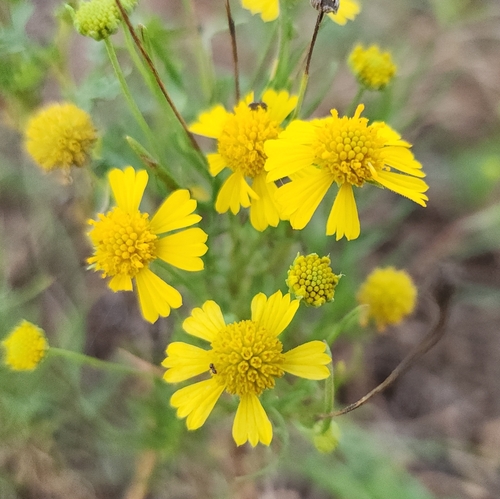 Bitterweed