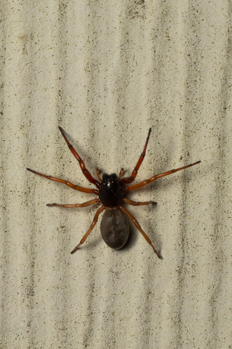 Broad-faced Sac Spider