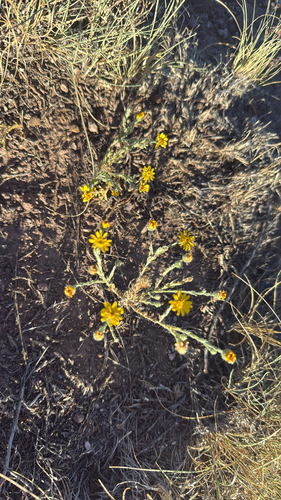 Slender Goldenweed