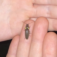 Deilelater physoderus