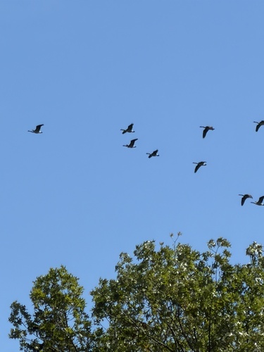 Canada Goose