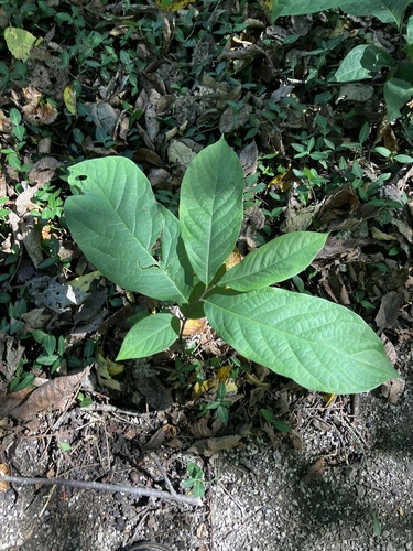 common pawpaw