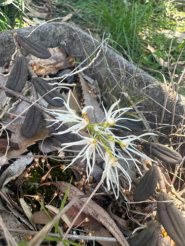 Dendrobium linguiforme, photograph 5