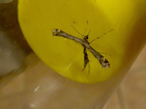 Sage Plume Moth photo 6