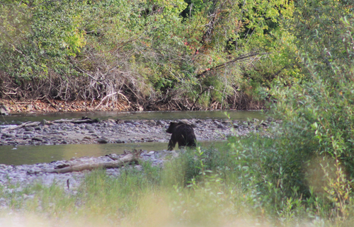 American Black Bear