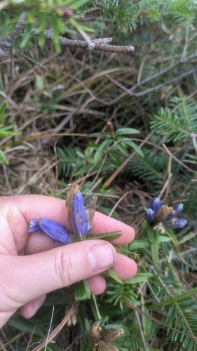 Gentiana linearis, photograph 2