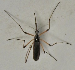 Psorophora howardii